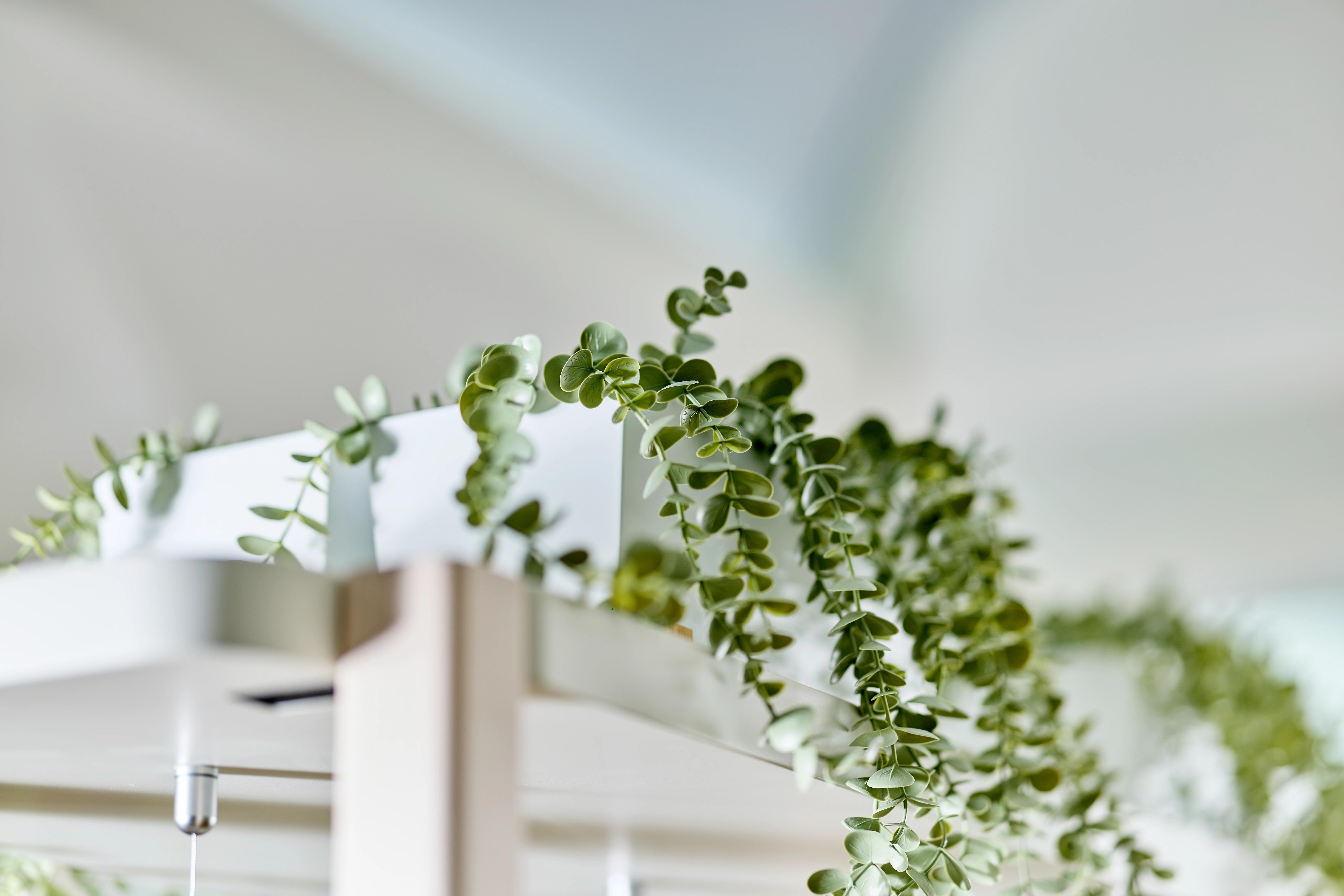 A plant on display shelving at Chiropractic Solutions Norwood Adelaide
